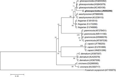 Induction of Cryptic and Bioactive Metabolites through Natural Dietary Components in an Endophytic Fungus Colletotrichum gloeosporioides (Penz.) Sacc.